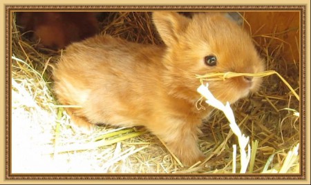 Kinyíltak a gyönyörű szemecskék